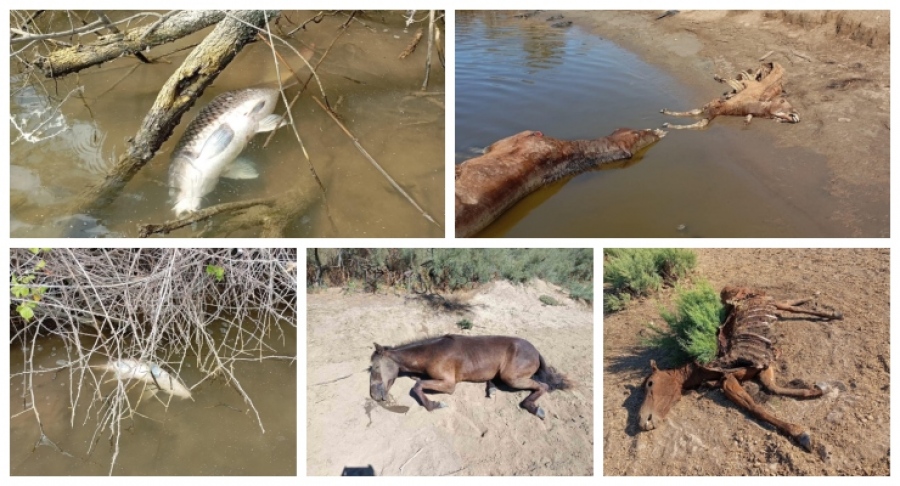 Πεθαίνει το Δέλτα Έβρου, νεκρά άγρια άλογα και ψάρια - Η Τουρκία έβαλε το χέρι της...