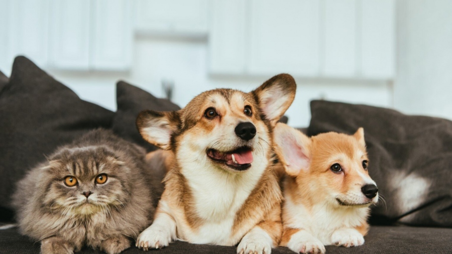 Πώς οι οικογενειακοί καβγάδες επηρεάζουν τη ψυχολογία των κατοικίδιων