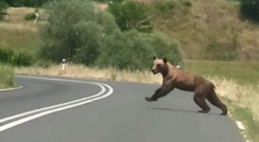 Αρκούδες, λύκοι και αγριογούρουνα σε οικισμούς: Πού οφείλονται οι συχνές εμφανίσεις άγριων ζώων και τι συμβουλεύουν οι ειδικοί