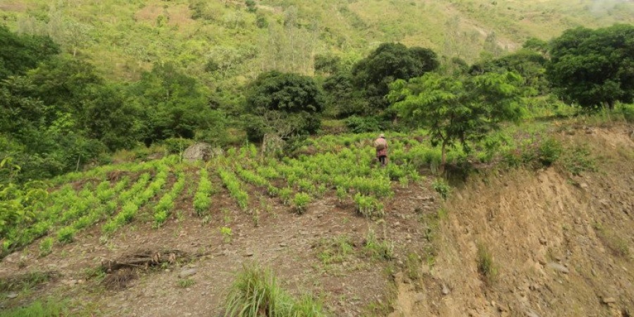 Περού: Οι αρχές κατέστρεψαν παράνομες καλλιέργειες κόκας σε εκτάσεις 250.000 στρεμμάτων