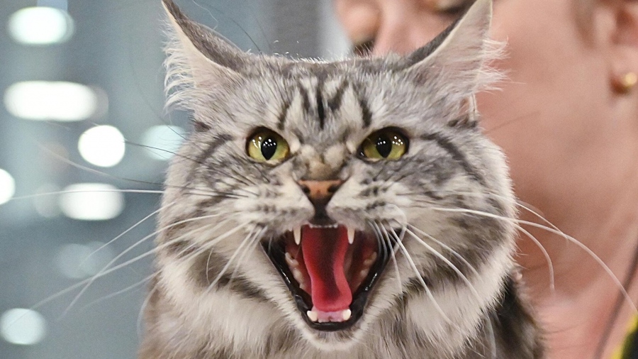 Εκατομμύρια θύματα... Οι επιστήμονες αποκαλύπτουν το σκοτεινό μυστικό των κατοικίδιων γατών