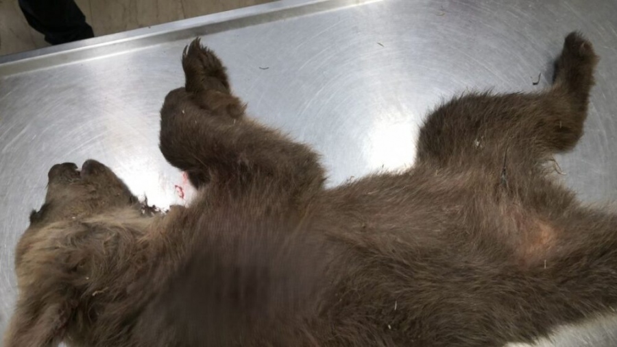 Σοκ στην Καστοριά - Νεκρή αρκούδα από πυροβόλο όπλο