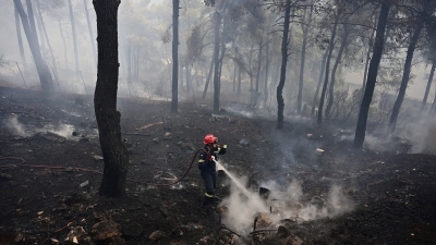 Κρατική αρωγή: Εκδόθηκε η ΚΥΑ για προκαταβολή 50% για τις ζημιές σε φυτικό κεφάλαιο από τις πυρκαγιές του 2023