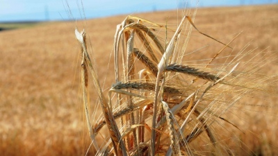 Ουκρανία - Κροατία: Συμφωνία στη χρήση κροατικών λιμανιών για την εξαγωγή σιτηρών