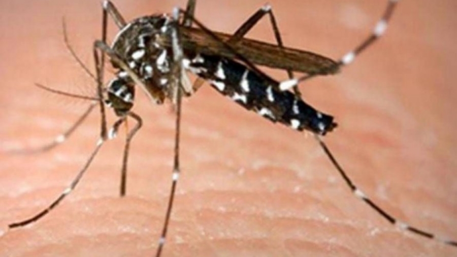 Η απίστευτη ελληνική εφαρμογή (app) που θα διώχνει τα κουνούπια με όνομα.... «ksu-ksu»
