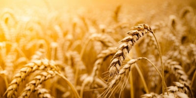 Φόβοι για παγκόσμια διατροφική κρίση - Περιορίζει τις εξαγωγές γεωργικών προϊόντων η Ουκρανία