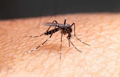 Συναγερμός στην Ελλάδα για την νόσο Τσικουνγκούνια που μεταδίδεται μέσω κουνουπιών - Επανήλθε μετά από 60 χρόνια