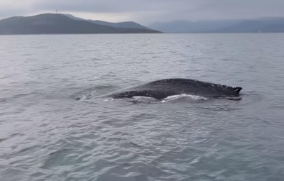 Σπάνιο θέαμα στον Παγασητικό - Εντοπίστηκε φάλαινα