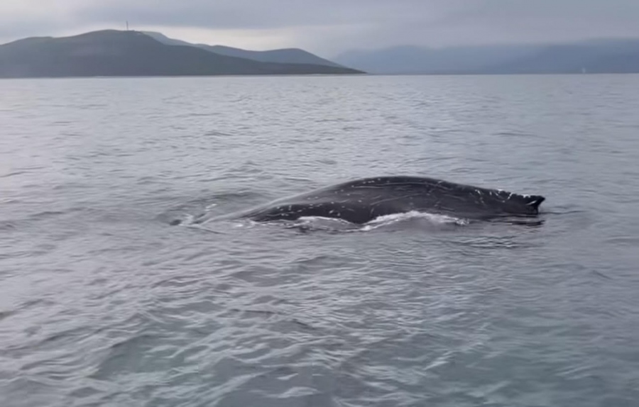 Σπάνιο θέαμα στον Παγασητικό - Εντοπίστηκε φάλαινα