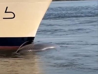 Νεκρή φάλαινα 13,5 μέτρων βρέθηκε στην πλώρη κρουαζιερόπλοιου