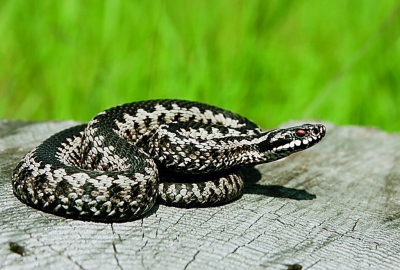 Κακό συναπάντημα, με... φίδι - Οδηγίες για να μην καταλήξεις ανάσκελα και σε θανάσιμο κίνδυνο!