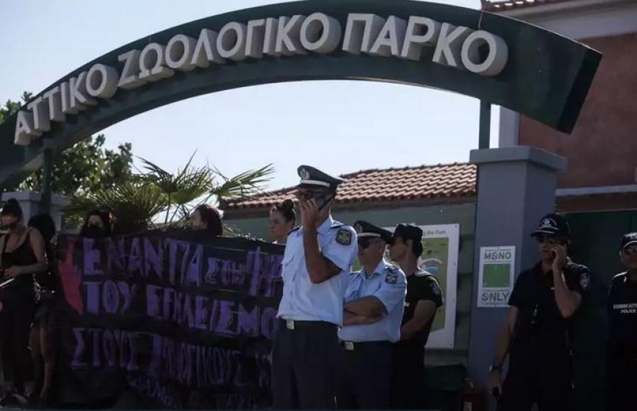 Κυβερνητική  παρέμβαση για τη διαφυγή και θανάτωση χιμπατζή στο Αττικό Ζωολογικό Πάρκο