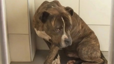 Κατέπεσαν οι «ιστορίες για αγρίους», με τη δήθεν… κροτοφοβία του πιτ μπουλ στη Ζάκυνθο - Τέλος στα fake news