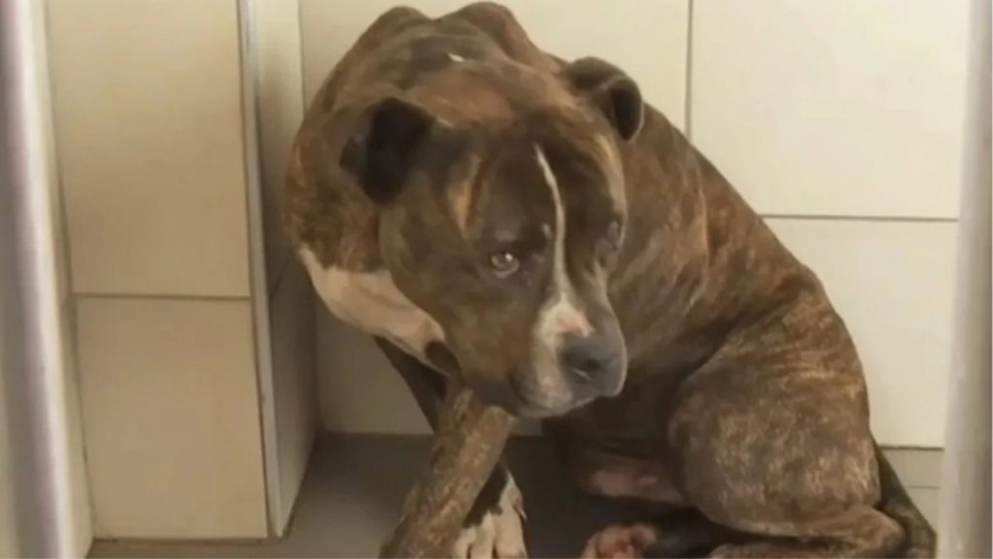 Κατέπεσαν οι «ιστορίες για αγρίους», με τη δήθεν… κροτοφοβία του πιτ μπουλ στη Ζάκυνθο - Τέλος στα fake news