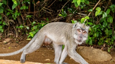 Κακός οιωνός - Μέλος ναρκαλιευτικού των ΗΠΑ, που έπλεε για Hormuz, δέχθηκε επίθεση από...   μαϊμού