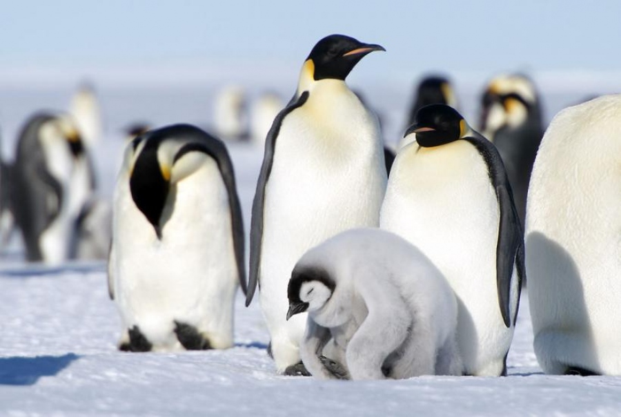 Οι πιγκουίνοι είναι εκτός... μενού: Γιατί οι πολικές αρκούδες δεν τους τρώνε - Το ηθικό δίδαγμα και το ψέμα των καρτούν