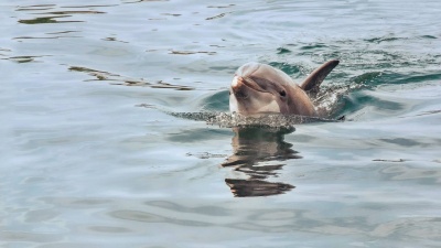 Προβληματισμός για τα νεκρά δελφίνια στο Αιγαίο