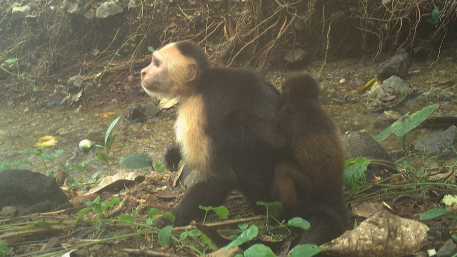Σοκ στο Παναμά: Πίθηκοι κλέβουν μωρά - Τι κρύβεται πίσω από αυτήν την απίστευτη συμπεριφορά!