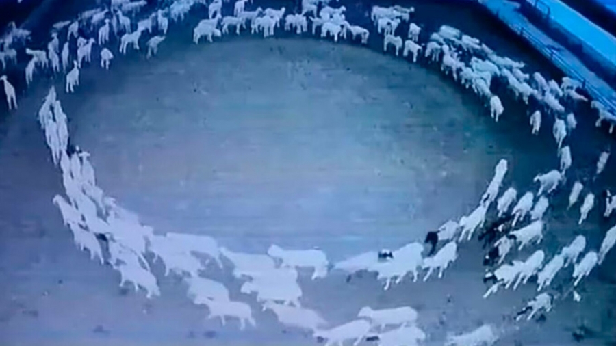 Κίνα: Λύθηκε το μυστήριο με τα πρόβατα που έκαναν κύκλους για... 12 συνεχόμενες ημέρες - Η θλιβερή διαπίστωση
