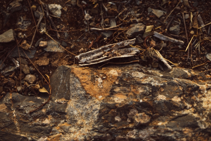 Παλαιοντολόγοι ανακάλυψαν λείψανα ελαφιού 5 εκατομμυρίων ετών