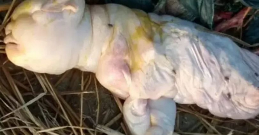 Στην Ινδία γεννήθηκε κατσικάκι με ανθρώπινο πρόσωπο