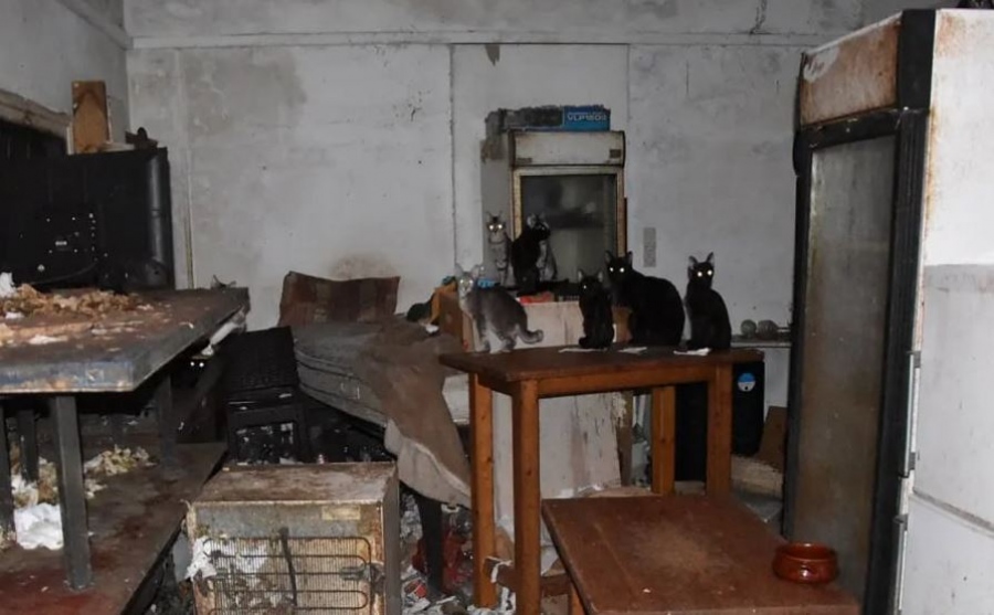 Πρόστιμο 1,7 εκατ. ευρώ σε κάτοικο της Δονούσας - Είχε φυλακισμένες 58 γάτες, μέσα στα σκουπίδια!