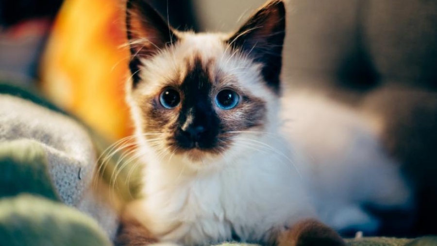 Δέκα απλοί τρόποι για να κάνεις τη γάτα σου πραγματικά ευτυχισμένη