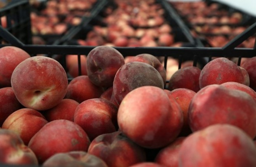 Εκτεταμένη φοροδιαφυγή στο εμπόριο ροδάκινων εντόπισε η ΑΑΔΕ