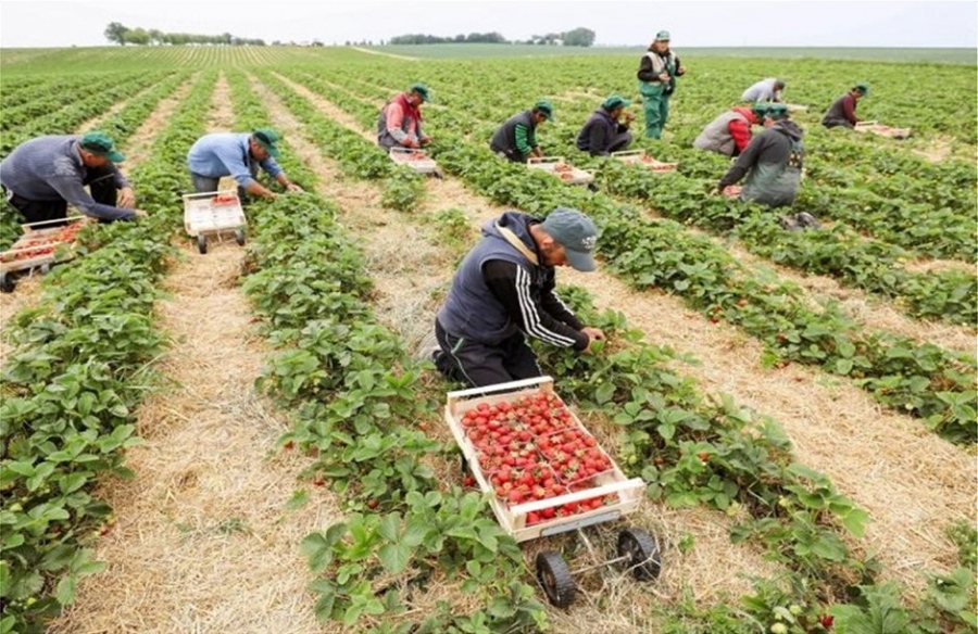 Συμφωνία Ελλάδας – Αιγύπτου για εργάτες γης – Οι 3 βασικοί λόγοι που επιλέγονται 5.000 μετανάστες από την γειτονική χώρα