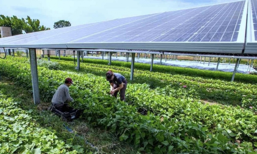 ΗΠΑ – Τέλος η επιδότηση των ΑΠΕ που καταστρέφουν τις αγροτικές καλλιέργειες  – Διατροφική ασφάλεια