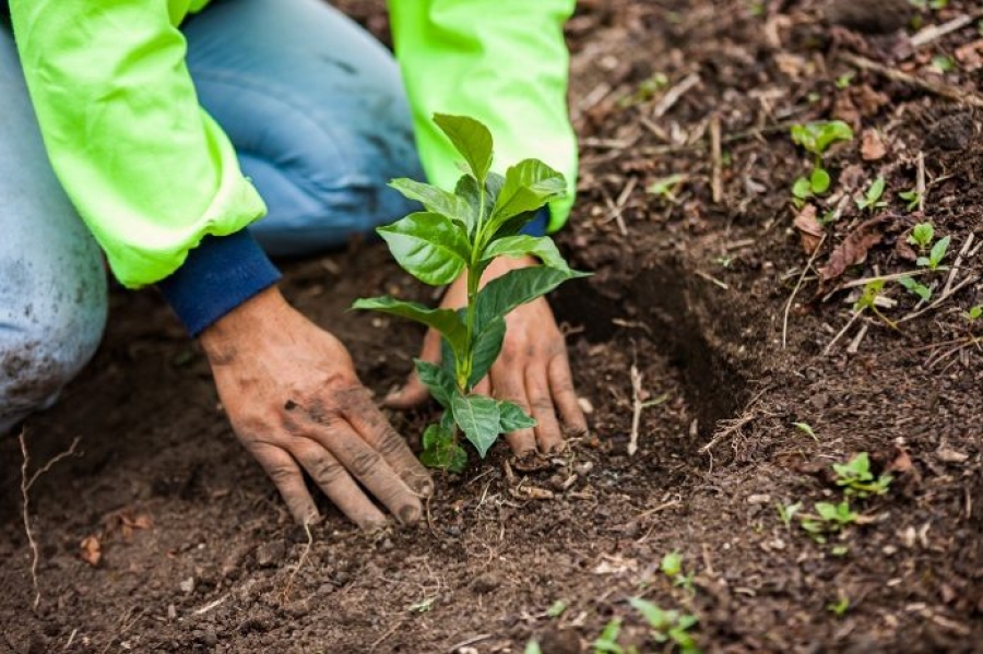 Σχέδιο για τη μετάβαση σε ένα αναγεννητικό σύστημα τροφίμων υλοποιεί η Nestlé