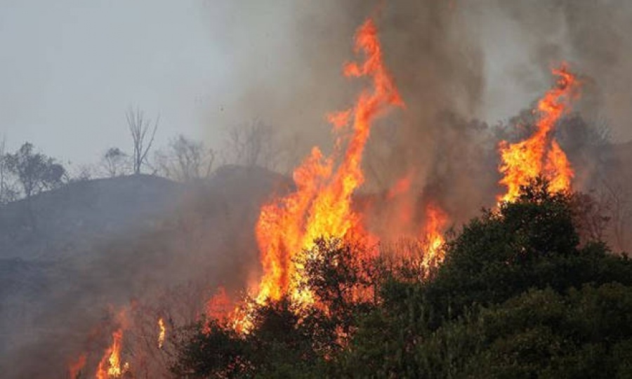 Πυρκαγιά ξέσπασε στην Αμαλιάδα - Δόθηκε εντολή εκκένωσης για το χωριό Δαφνιώτισσα