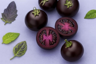 Μωβ... ντομάτα! - Η σπάνια, σαρκώδης και γλυκιά σαν μούρο βασίλισσα του κήπου, αποδεικνύεται ελιξήριο νεότητας