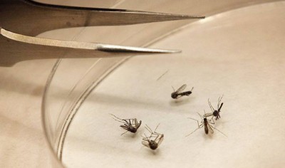 Δέκα κρούσματα και ένας θάνατος στην Ελλάδα από τον ιό του Δυτικού Νείλου