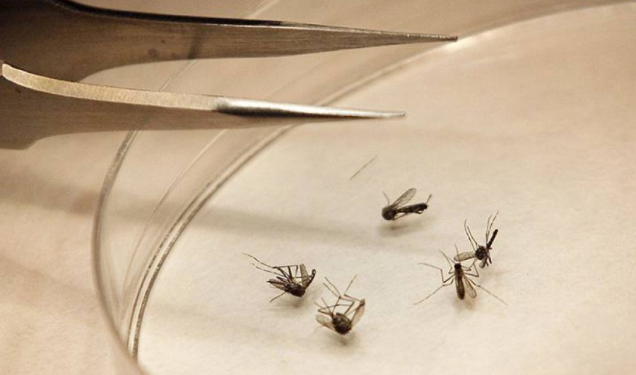 Δέκα κρούσματα και ένας θάνατος στην Ελλάδα από τον ιό του Δυτικού Νείλου