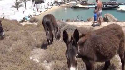 Μύκονος: Άδειασε το νησί και τα γαϊδουράκια κατέβηκαν στη Ψαρρού