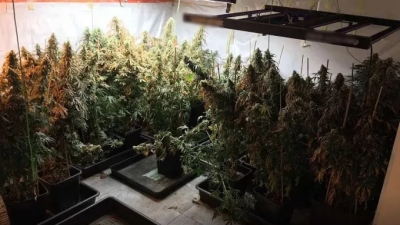 Απίστευτο βίντεο από ΕΛ.ΑΣ: Μετέτρεψαν βίλες σε «εργοστάσια» κάνναβης - Πάνω από 700.000 ευρώ τα «κέρδη»