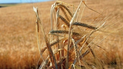 Ρωσία: «Κανένας λόγος» για ανανέωση της συμφωνίας για τα σιτηρά