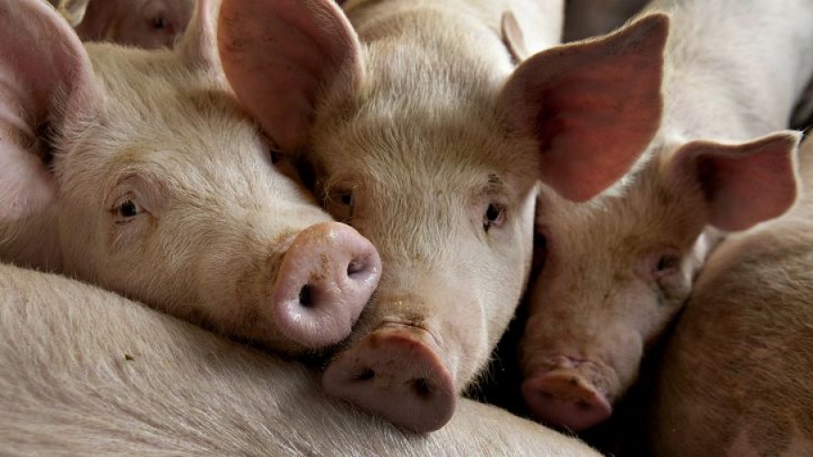 ΗΠΑ: Σε απόγνωση οι εκτροφείς χοίρων εξαιτίας των δασμών από Κίνα και Μεξικό
