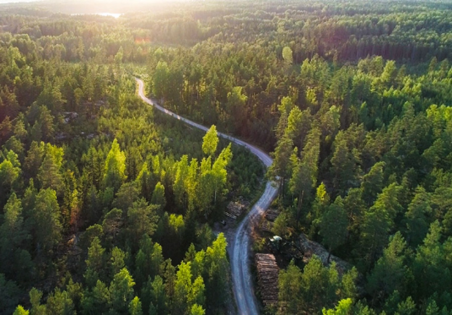Επενδύσεις σε… δάση με αποδόσεις 13,3% προστατευμένες από τον πληθωρισμό