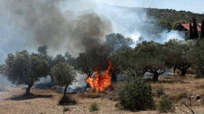 Συναγερμός για πυρκαγιά στον Κουβαρά Αττικής - Ήχησε το 112