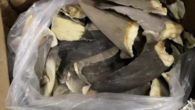 Περίπου 10.000 μπλε καρχαρίες θανατώθηκαν ανοιχτά της Βραζιλίας - Κατασχέθηκαν 28 τόνοι πτερυγίων